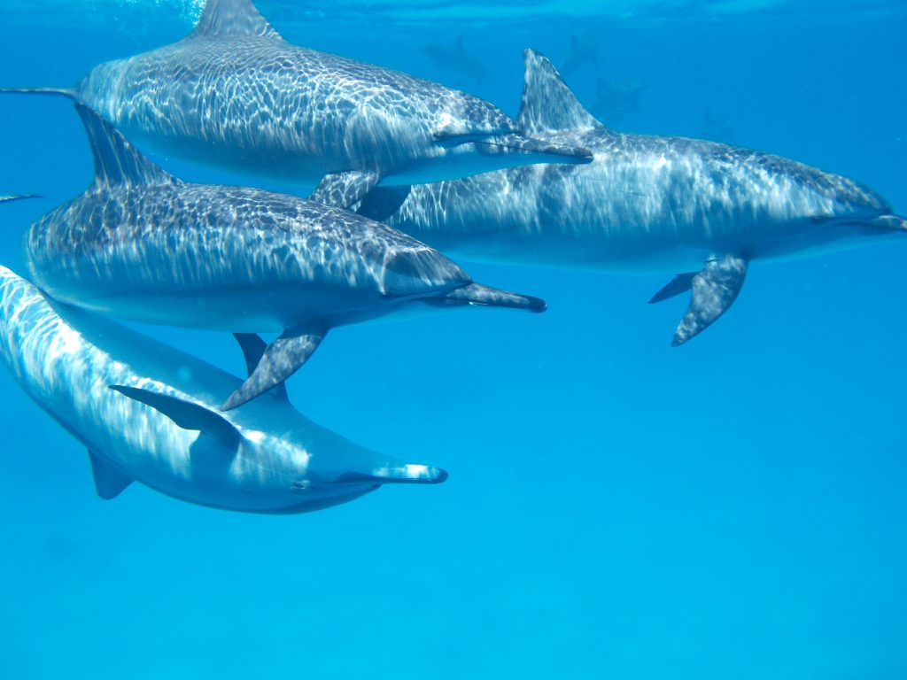 dolphin-806359
