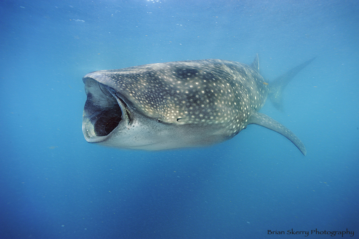 Whaleshark02