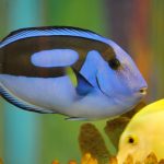 blue-tang-1288727_1920